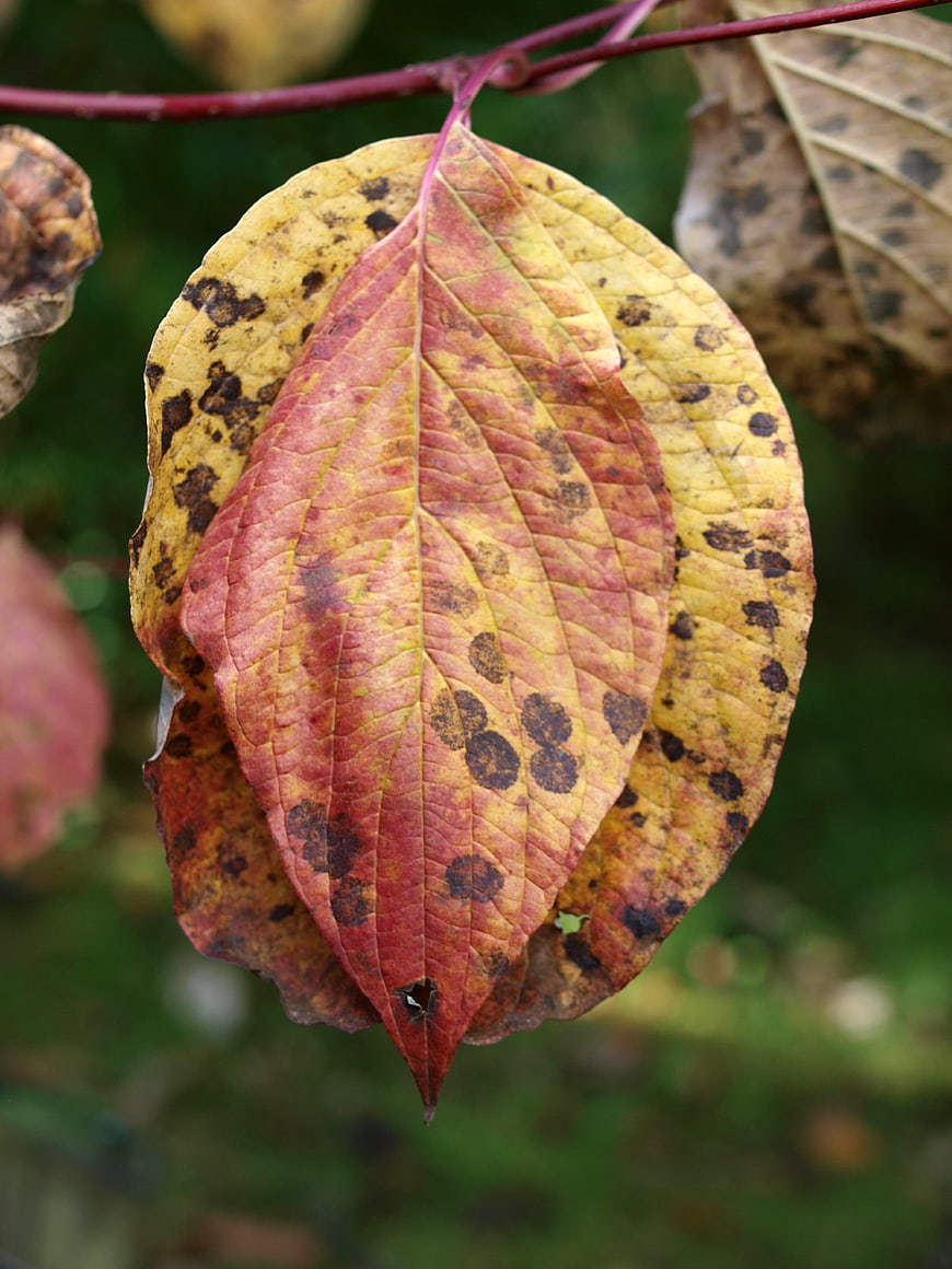 Close-up of autumn leaves with red and yellow colors and spots