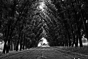 Black and white tree-lined road tunnel perspective