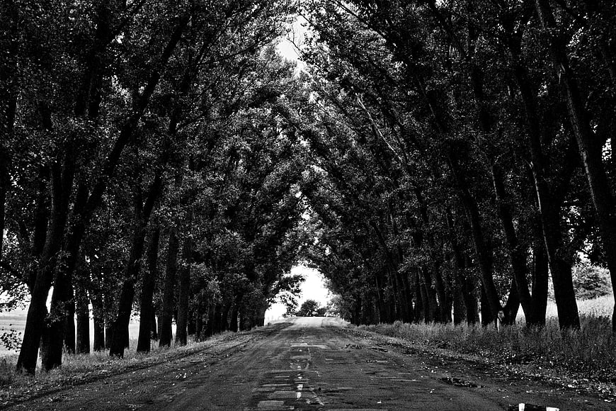 Black and white tree-lined road tunnel perspective