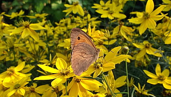 Brown butterfly on yellow flowers in a garden