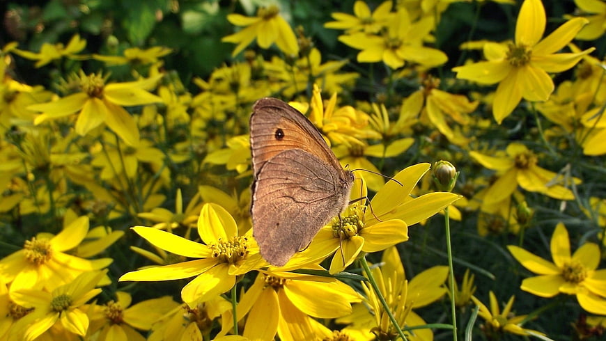 Brown butterfly on yellow flowers in a garden