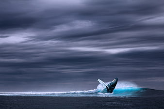 Dramatic Humpback Whale Tail Slap in Ocean Under Stormy Sky