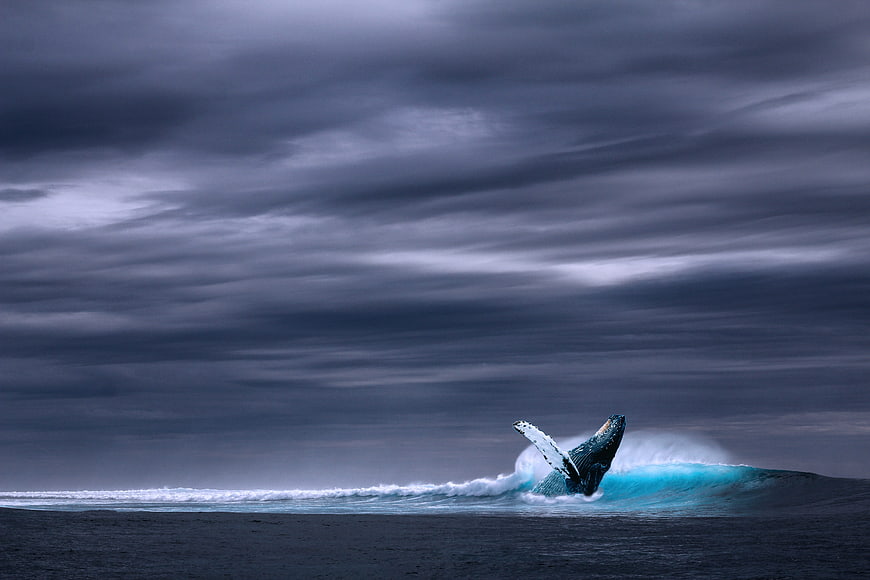 Dramatic Humpback Whale Tail Slap in Ocean Under Stormy Sky
