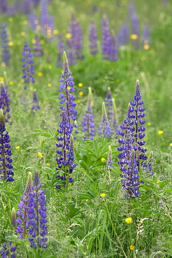 Purple Lupine Flowers Blooming in Green Meadow