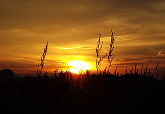 Silhouette of tall grass against a vibrant golden sunset sky