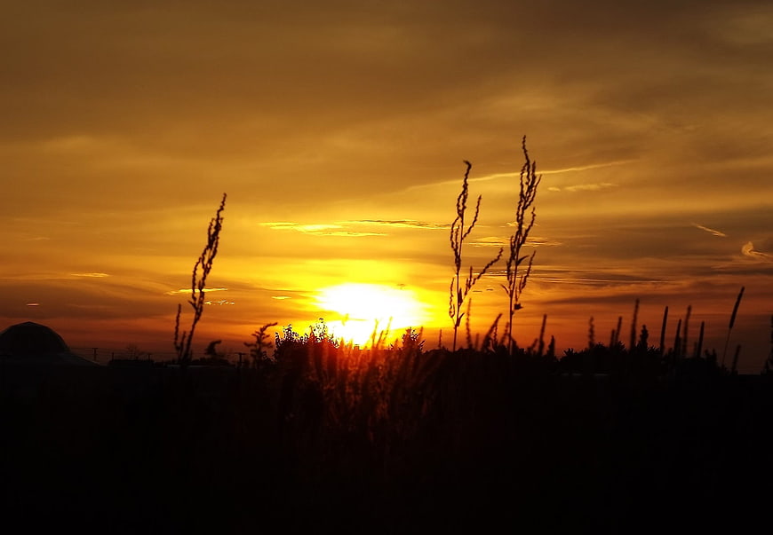 Silhouette of tall grass against a vibrant golden sunset sky