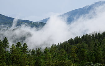 Misty mountain landscape with pine forest and fog