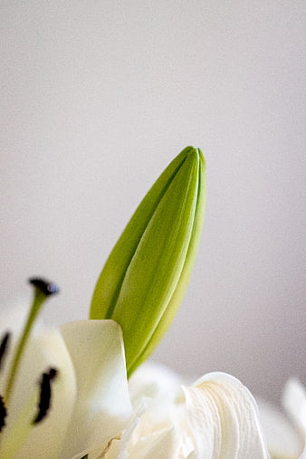 Close-up of green lily bud with white petals