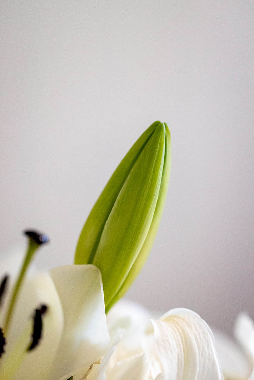 Close-up of green lily bud with white petals