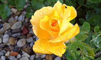 Close-up of a vibrant yellow rose with water droplets