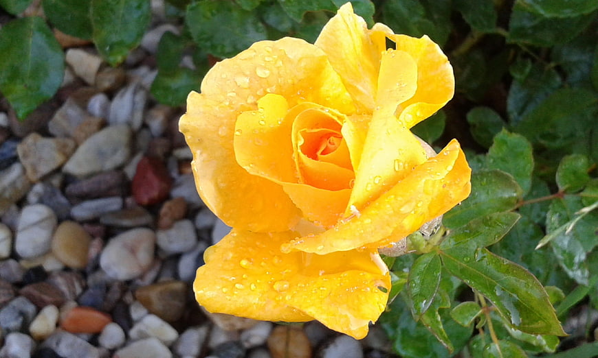 Close-up of a vibrant yellow rose with water droplets