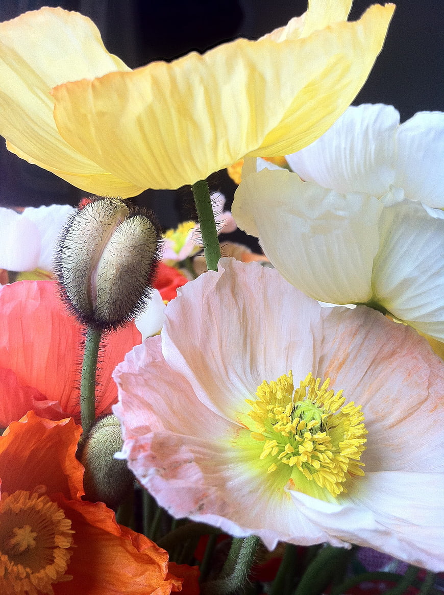 Close-up of colorful poppy flowers with yellow, pink, and orange petals