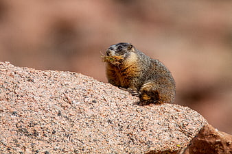 Cute Marmot Eating Grass on a Red Rock