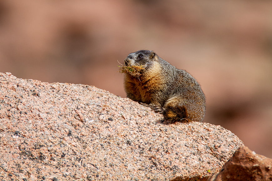 Cute Marmot Eating Grass on a Red Rock