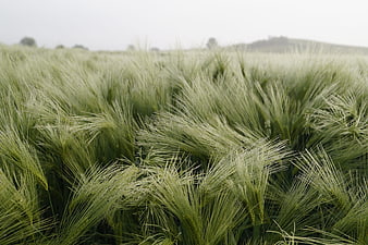Close-up of green barley field with morning dew and fog