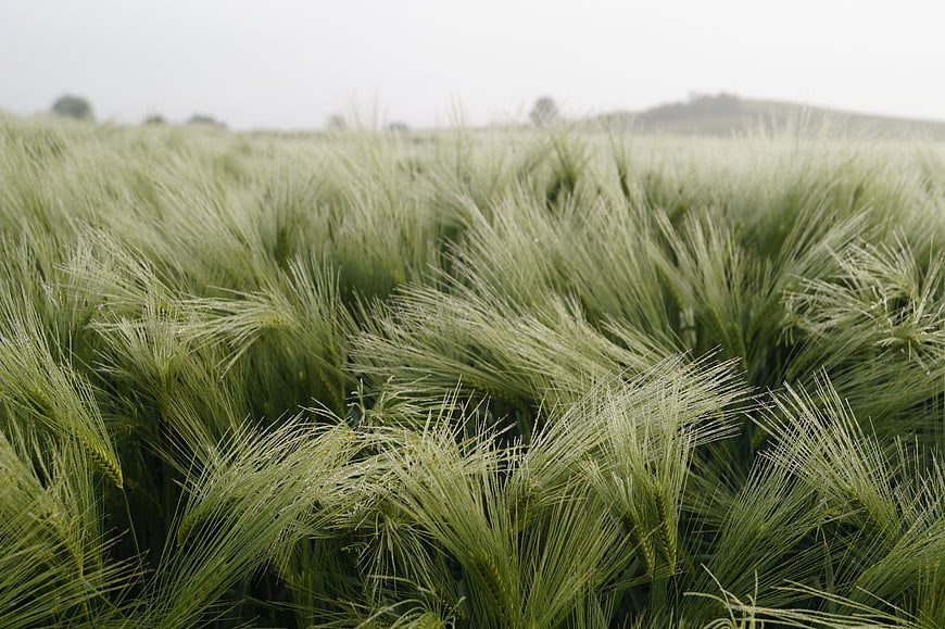 Close-up of green barley field with morning dew and fog