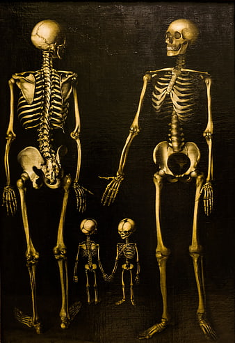 Skeletal Family Grouping on Dark Textured Background