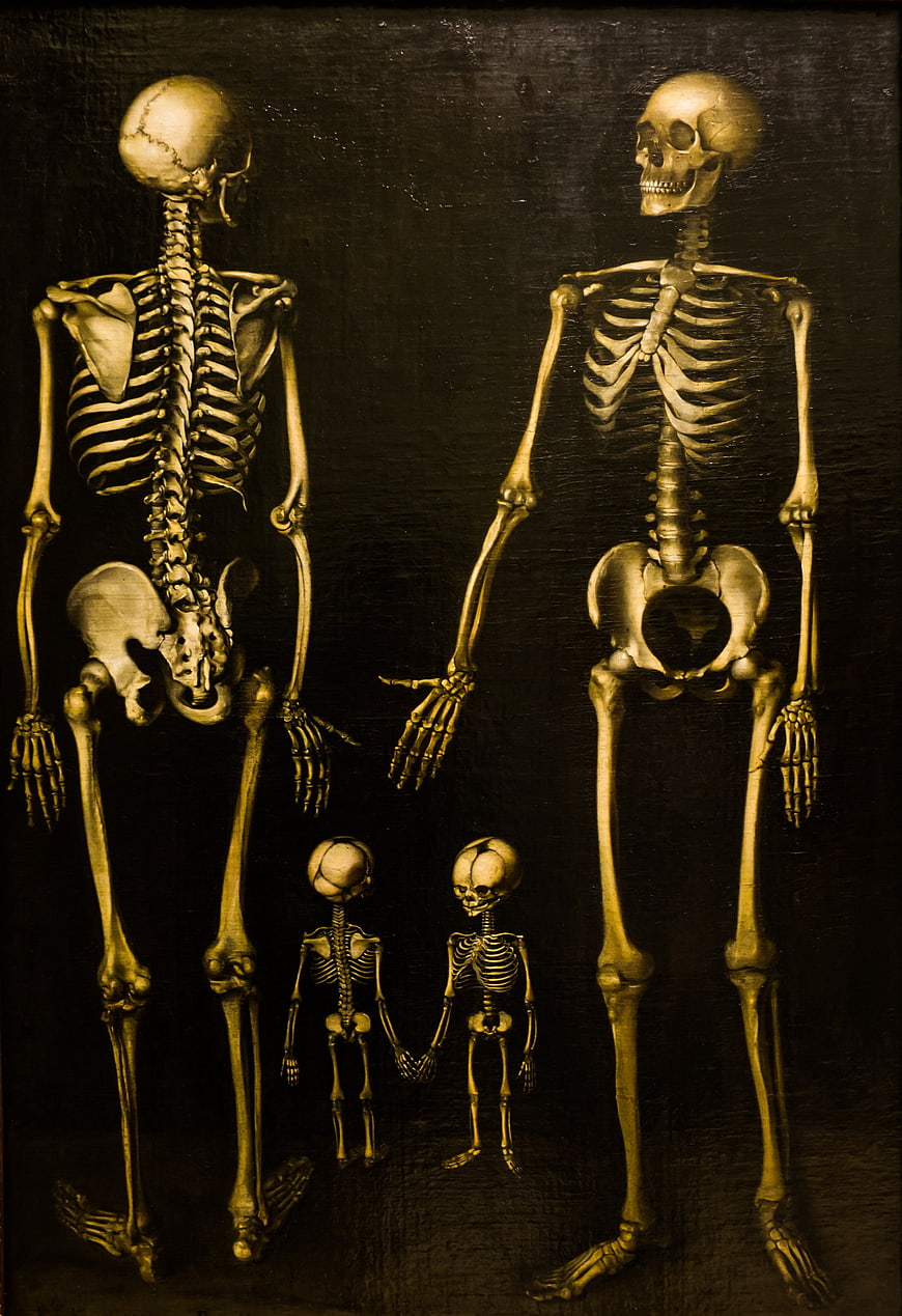 Skeletal Family Grouping on Dark Textured Background