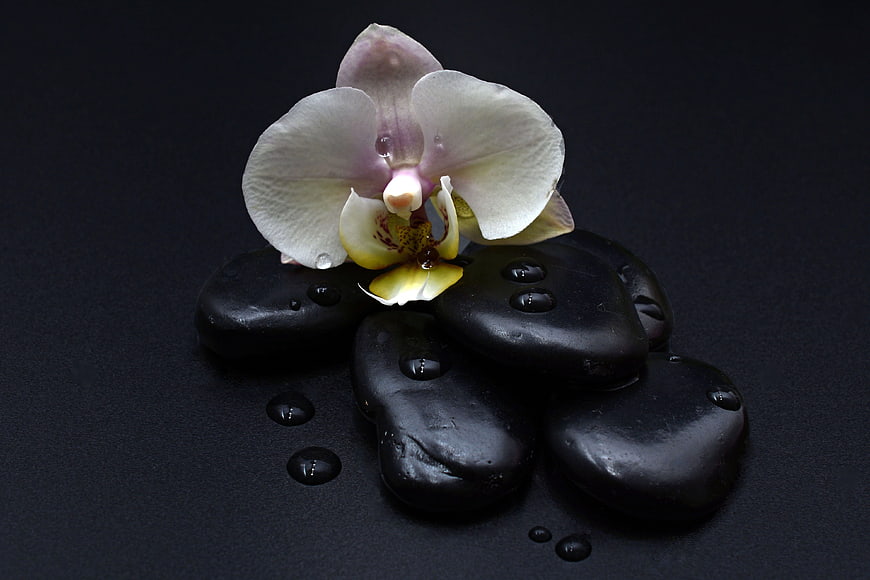 White Orchid on Black Spa Stones with Water Drops