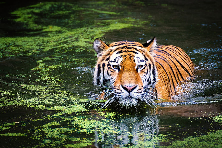 Majestic Tiger Swimming in Green Swamp Water