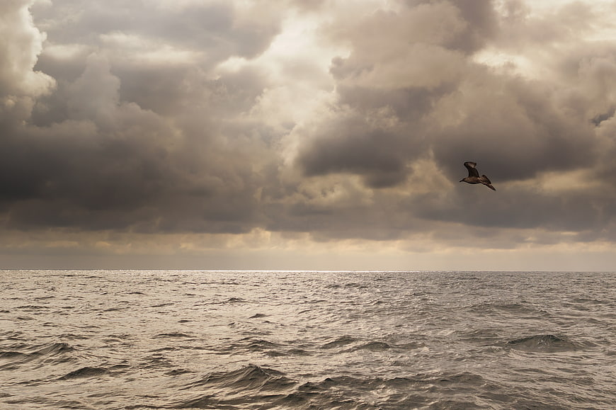 Seagull Flying Over Choppy Sea Under Dramatic Clouds