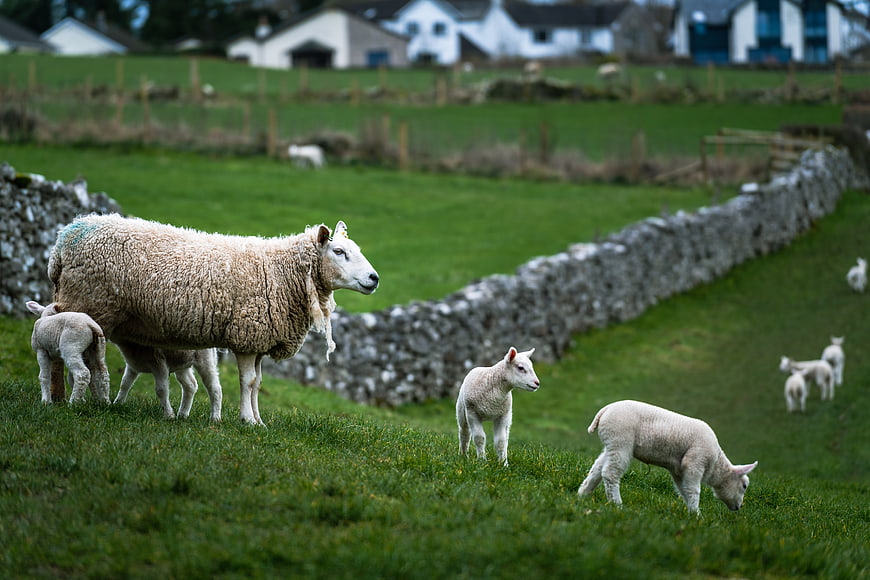 Mother sheep and lambs grazing in green pasture