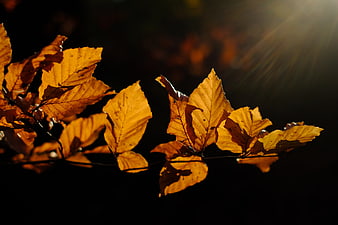 Golden Hornbeam Leaves Backlit by Sunlight Against Dark Autumn Background