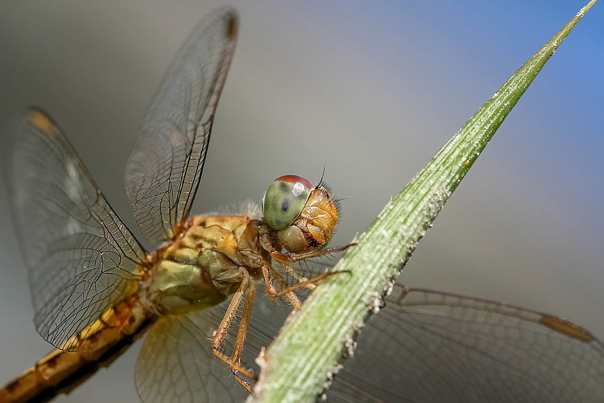 Macro Close-Up of Dragonfly Perched on Green Grass Blade