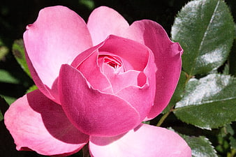 Close-up of a vibrant pink rose bloom in sunlight