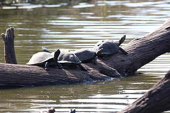 Turtles Basking on Log in Pond