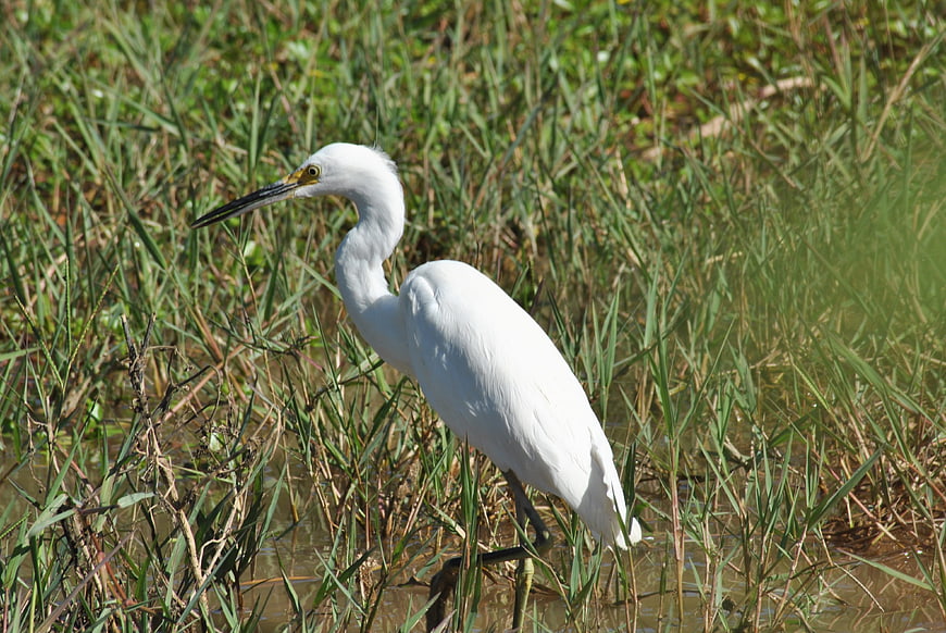 Snowy Egret Standing in Marsh Grass
