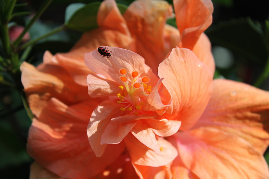 Close-up of peach hibiscus flower with small insect