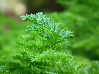 Close-up of fresh green parsley leaves in a garden