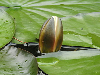 Close-up of a water lily bud emerging from lily pads