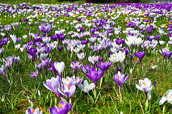 Vibrant purple and white crocus flowers blooming in a green meadow