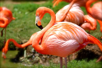 Vibrant Pink Flamingo Standing in Natural Habitat