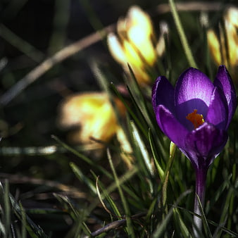 Purple Crocus Flower Close-Up in Spring Grass