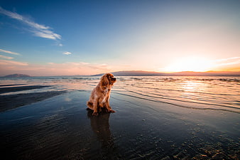 Cavalier King Charles Spaniel Sitting on Beach at Sunset