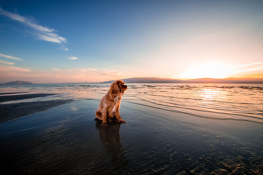 Cavalier King Charles Spaniel Sitting on Beach at Sunset