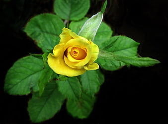 Close-up of a vibrant yellow rose bud in a garden