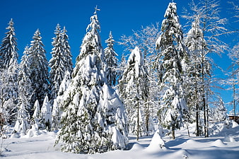 Snow-covered fir trees in a winter forest under a clear blue sky
