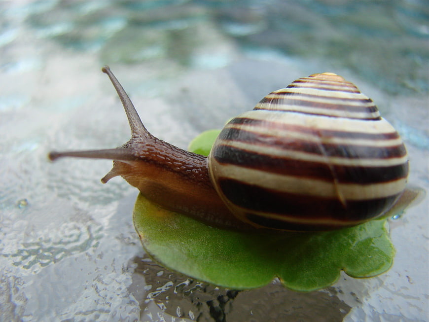 Close-up of striped snail on green leaf in water