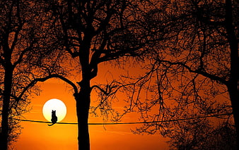 Silhouette of Cat on Wire Against Orange Sunset Sky