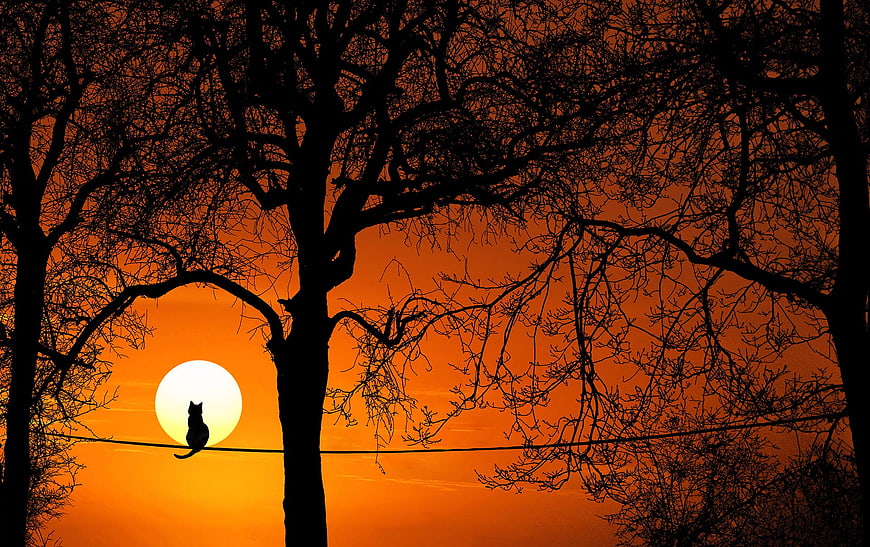 Silhouette of Cat on Wire Against Orange Sunset Sky