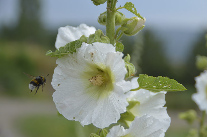 Bumblebee Flying Toward White Hollyhock Flower