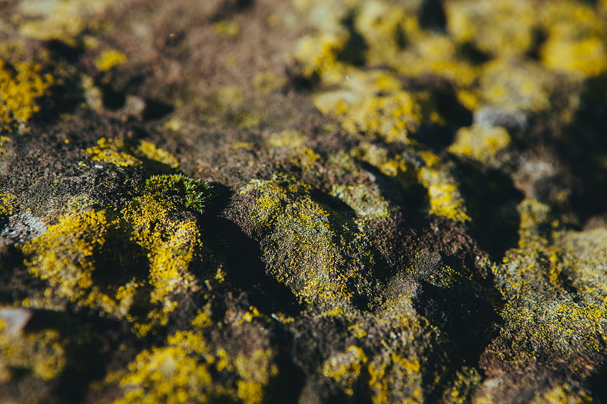 Close-up of yellow lichen on textured rock surface