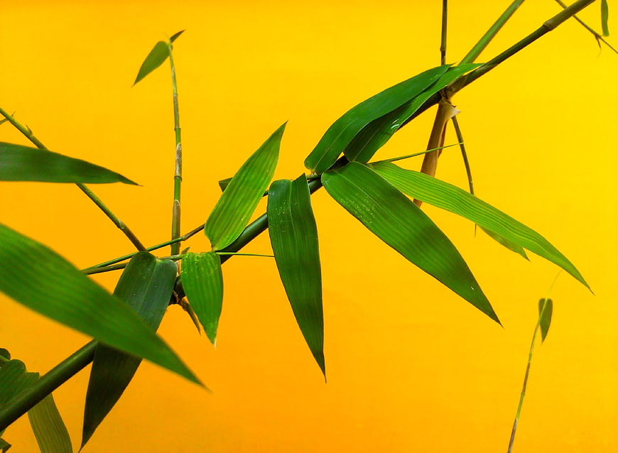 Green bamboo leaves on vibrant yellow background