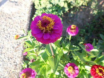Vibrant purple zinnia flower blooming in a sunny garden