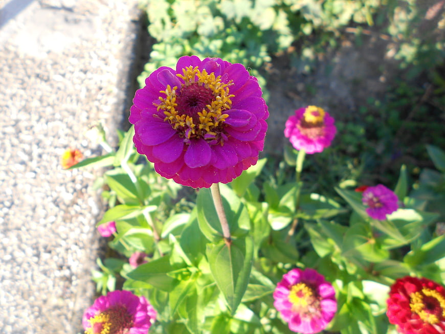Vibrant purple zinnia flower blooming in a sunny garden