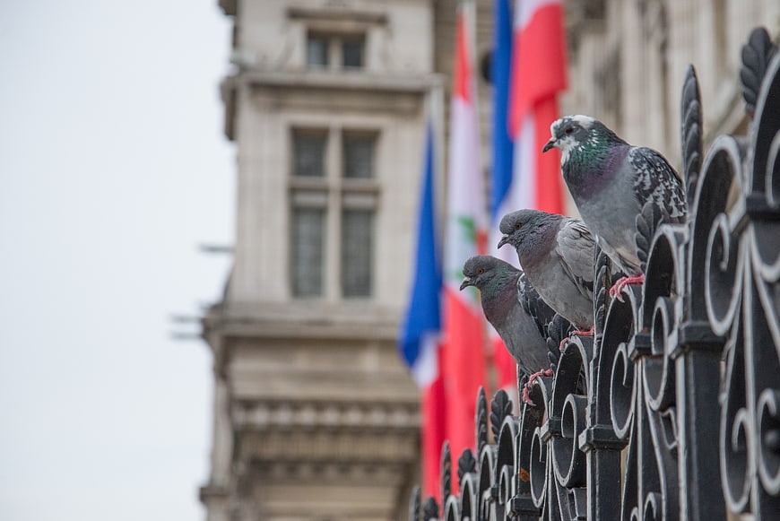 Pigeons perched on ornate iron fence with blurred flags